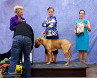 Bullmastiff #25 Fri Best Puppy Blair Hauser & Leland Waters Judge R Leininger LR Fort Worth Mar 2013