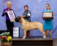 Bullmastiff #7 Fri Best of Breed Specialty Christine & Brett Duncan  LR Fort Worth Mar 2013