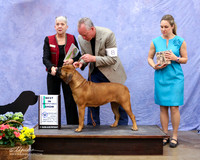 Bullmastiff #8 Fri Best in Sweepstakes Caryl & Todd Schrimpsher Judge D Tatro LR Fort Worth Mar 2013