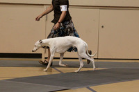 Whippet