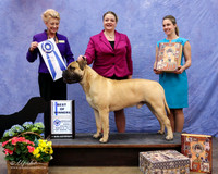 Bullmastiff #? Best of Winners Judge R Leininger LR Fort Worth Mar 2013