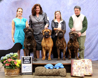 Bullmastiff #? Stud Dog First Judge Leininger LR Fort Worth Mar 2013
