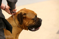 Bullmastiff Fri Specialty 12-18 Bitches Ring LR Fort Worth Mar 2013