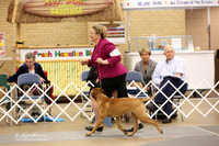 Bullmastiff Fri Specialty 6-9 Bitches Ring LR Fort Worth Mar 2013