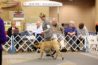 Bullmastiff Fri Specialty 6-9 Dogs Ring LR Fort Worth Mar 2013