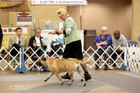 Bullmastiff Fri Specialty American Bred Bitches Ring LR Fort Worth Mar 2013