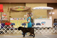Bullmastiff Fri Specialty Best Brindle Ring LR Fort Worth Mar 2013