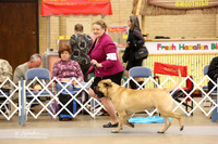 Bullmastiff Fri Specialty Bred By Exhibitor Dogs Ring LR Fort Worth Mar 2013