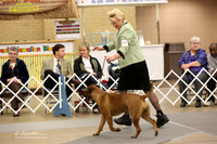 Bullmastiff Fri Specialty Open Bitches AOAC Ring LR Fort Worth Mar 2013