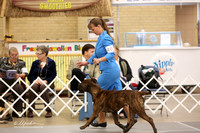 Bullmastiff Fri Specialty Open Bitches Brindle Ring LR Fort Worth Mar 2013