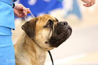 Bullmastiff Fri Specialty Open Dogs AOAC Ring LR Fort Worth Mar 2013