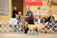 Bullmastiff Fri Specialty Veteran 6-9 Bitches LR Fort Worth Mar 2013