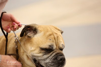 Bullmastiff Fri Specialty Veteran Bitches 8+ Years Ring LR Fort Worth Mar 2013