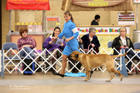 Bullmastiff Fri Specialty Winners Dog Ring LR Fort Worth Mar 2013