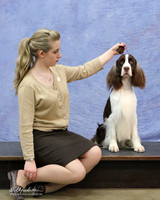 English Springer Spaniel Junior Best Lauren Moore LR Fort Worth Mar 2013