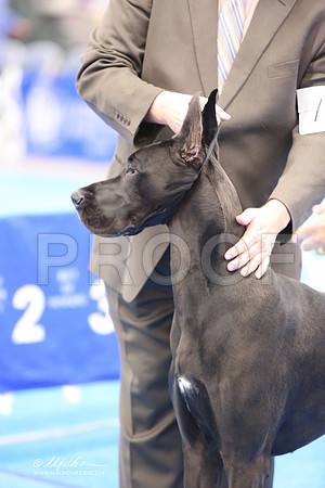 Dane-4686-LR