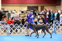 Great Dane Fri 2 Ring 6-9 Month Puppy Bitches LR Fort Worth Mar 2013