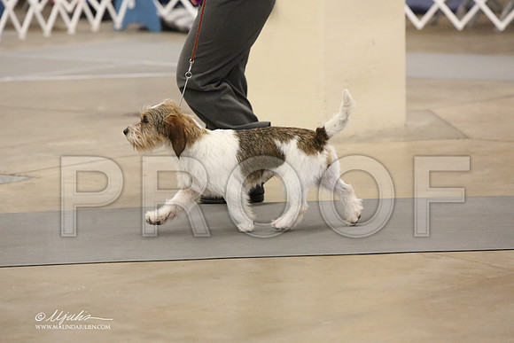 PBGV-3771-LR