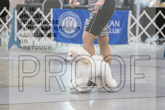 Poodle #6 RingsJJL_6225_Midland2023_HR3