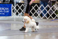 Poodle #6 Rings