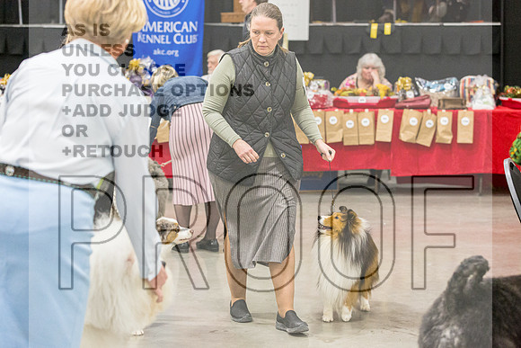 Shetland Sheepdog Ring FriJJL_6677_Midland2023_HR3