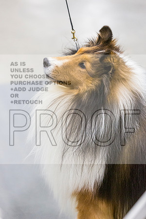 Shetland Sheepdog Ring FriJJL_6705_Midland2023_HR3