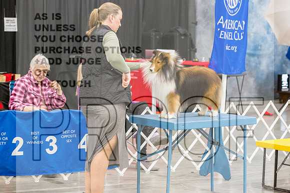 Shetland Sheepdog Ring FriJJL_6706_Midland2023_HR3