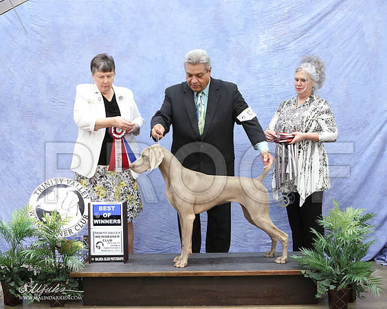 Weim-9975-LR