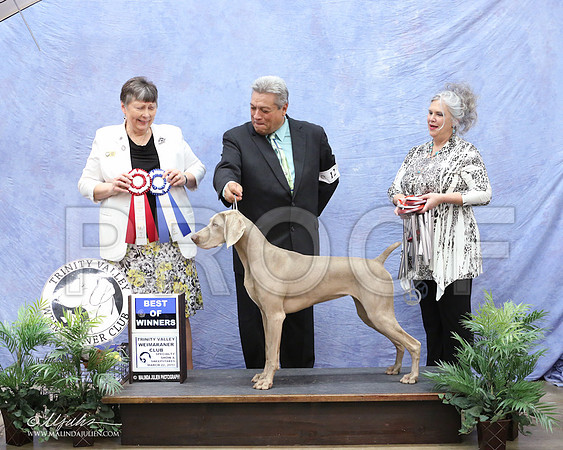 Weim-9985-LR