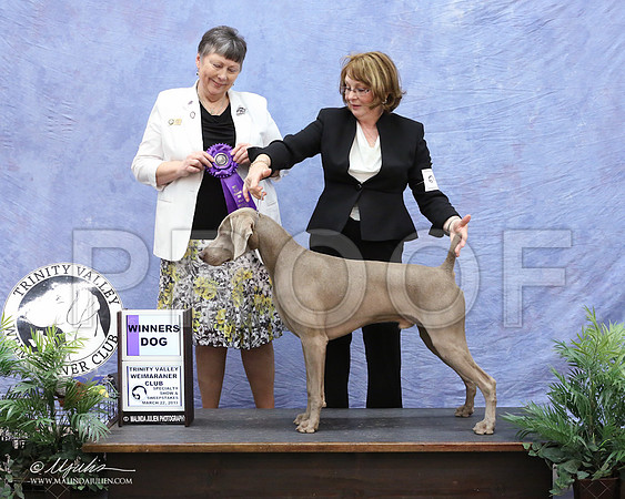 Weim-9936-LR