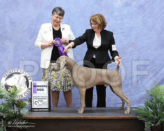 Weim-9942-LR