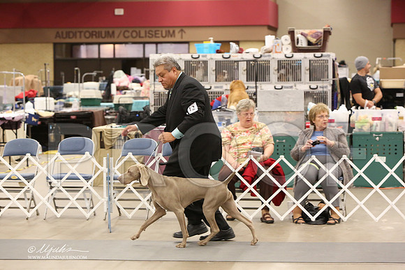 Weim-6157-LR