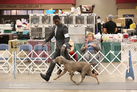 Weim-6162-LR