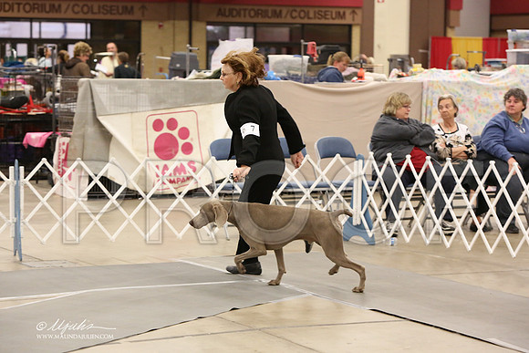 Weim-6079-LR
