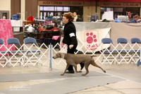 Weimeraner Specialty Fri Open Dogs Ring LR Fort Worth Mar 2013