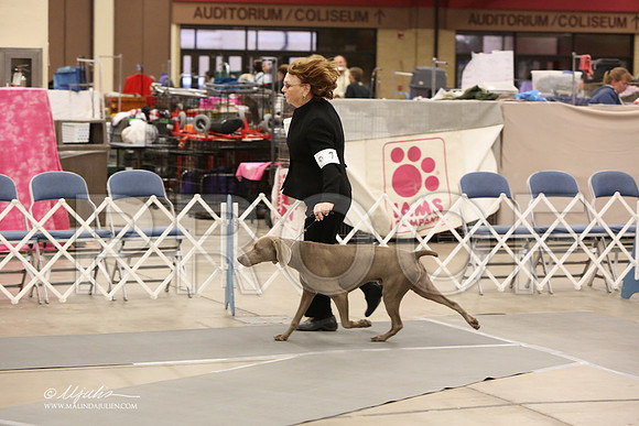 Weim-6081-LR