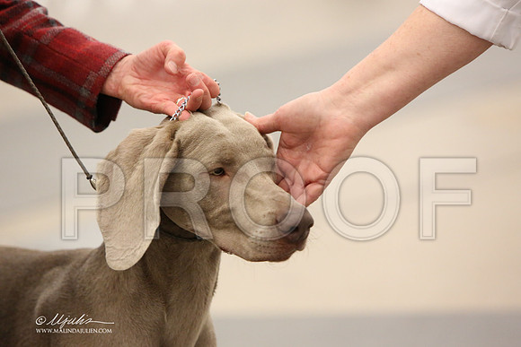 Weim-6117-LR