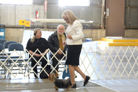 Yorkshire Terrier Ring Sun LR Fort Worth Mar 2013