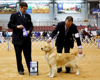 Golden Retriever #26 Sat Winners Bitch Bills Jana David M Harper Judge J Fehring