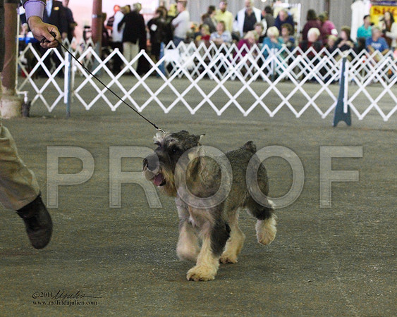 Standard Schnauzer - 0020-2