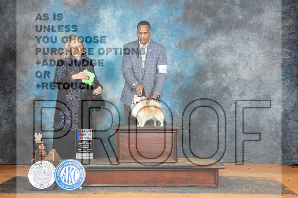 Chihuahua Smooth #25 Sun RBIS Judge Denise Dean__JP_8943_MARSHALL_2024_HR3