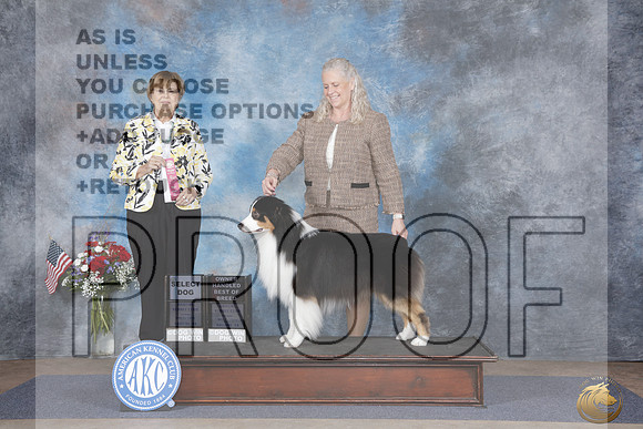 Australian Shepherd #11 Fri Sel OHBOB Judge Linn Klingal Brown_WP_6522e-2_ Tulsa 2026
