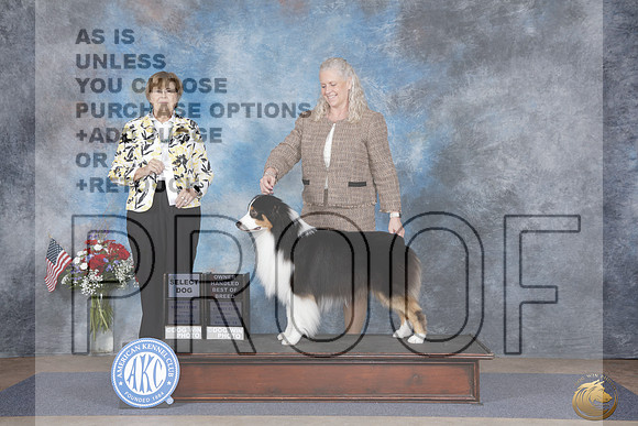 Australian Shepherd #11 Fri Sel OHBOB Judge Linn Klingal Brown_WP_6522e_ Tulsa 2026