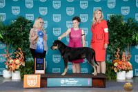 Cindy Sanders UKC Preimer 2026
