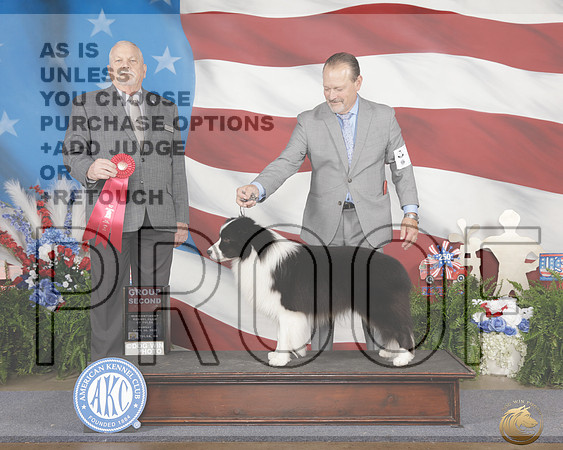 Border Collie #17 Sun Judge Cledith Wakefield_WP_3493e_ Tulsa 2026