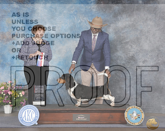 Basset Hound #8 Sat BOS WB Judge Vicki SadnageBasset Hound #8 Sat BOS WB Judge Vicki Sadnage_WP_5174e_ ABQ 2026