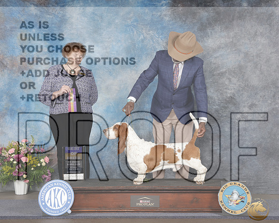 Basset Hound #5 Sat BOB Judge Vicki SanndageBasset Hound #5 Sat BOB Judge Vicki Sanndage_WP_5197e_ ABQ 2026