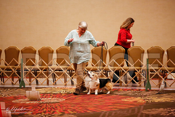 _JJ_7776-HstnCorgiFeb2015-HR3
