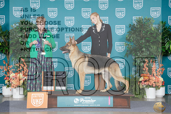 German Shepherd #227 Thurs BISS BJr Judge Kathy Russel_WP_7778e_ UKC Premier 2026