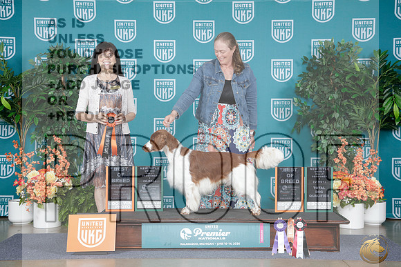 Welsh Springer Spaniel #241 Thurs BOB Sat BOB RO1 TD Judge Diana Allen_WP_8055e_ UKC Premier 2026